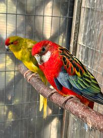 Rosella comune maschio