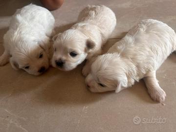 Tre splendidi batuffoli di maltese