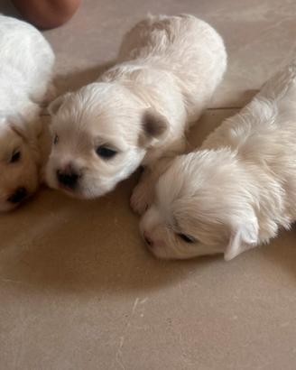 Tre splendidi batuffoli di maltese