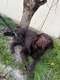 Disponibile labrador per monta