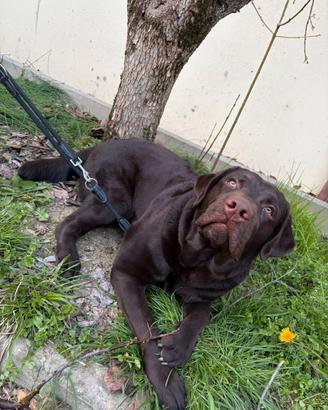 Disponibile labrador per monta