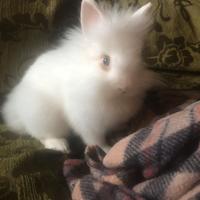Disponibili coniglietti