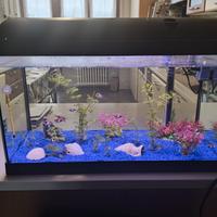 acquario dolce