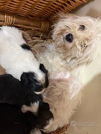 Maltipoo cucciolo