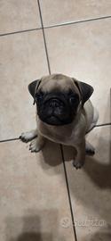 cucciola carlino 