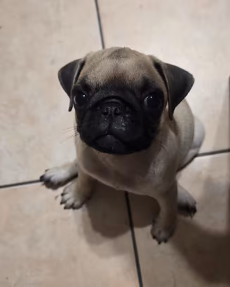 cucciola carlino 