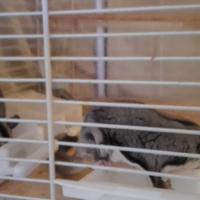 Pentuaro dello zucchero