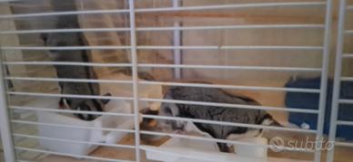 Pentuaro dello zucchero