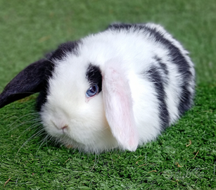 Mini loop split bianco e nero