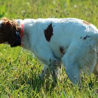 Breton femmina pronta caccia