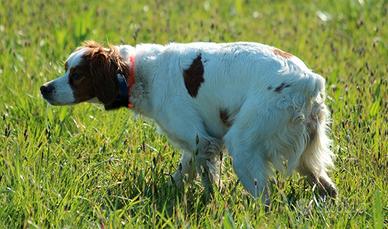 Breton femmina pronta caccia
