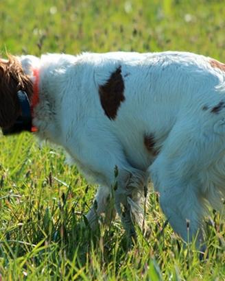 Breton femmina pronta caccia