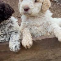 Cucciolo lagotto