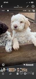 Cucciolo lagotto