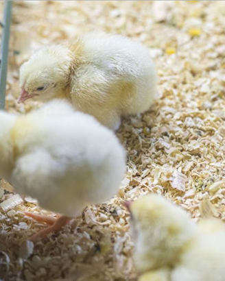 Un pollaio per tutti Giuliani & Co