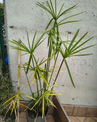 pianta di falso papiro alta 1metro 