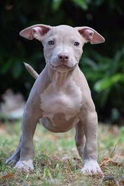 American Pitbull Terrier UKC