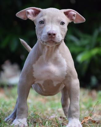 American Pitbull Terrier UKC