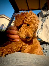 Cuccioli di barboncino