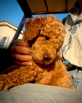 Cuccioli di barboncino