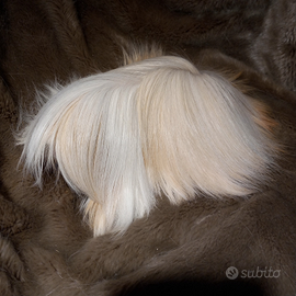 Cavie di razza peruviana, sheltie e coronet