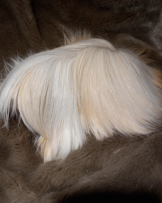Cavie di razza peruviana, sheltie e coronet