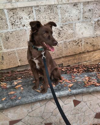 cucciola meticcia 