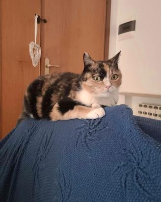MACCHIA  E UNA NUOVA FAMIGLIA