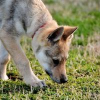 Cucciolo cane lupo Cecoslovacco