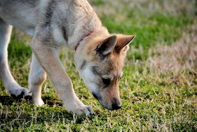 Cucciolo cane lupo Cecoslovacco