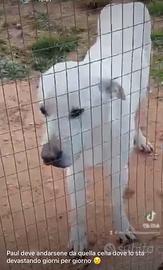 Paul si descrive da solo