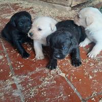 Cuccioli di labtador