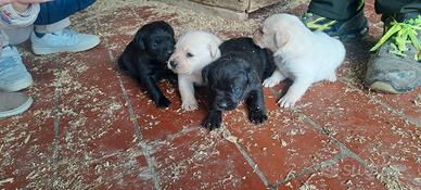 Cuccioli di labtador
