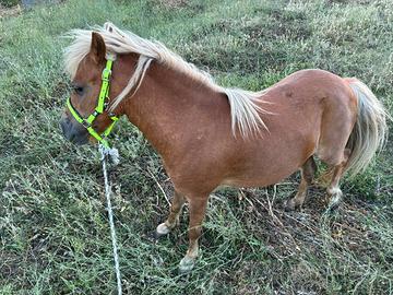 Pony femmina