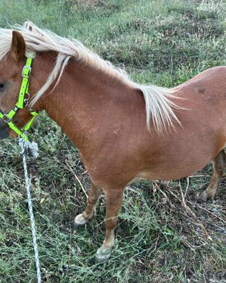 Pony femmina