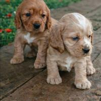 Cuccioli Cocker Spaniel fulvi dolcissimi