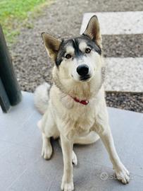 Husky siberiano