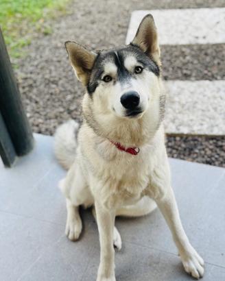 Husky siberiano
