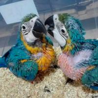 Ara Ararauna,Cenerini,Amazzoni,Ecletti,Cacatua