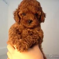 Barboncini mini toy total red