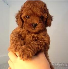 Barboncini mini toy total red