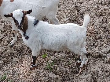 Becco, caprone, zimmaro