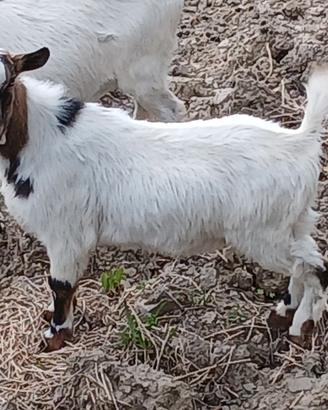 Becco, caprone, zimmaro