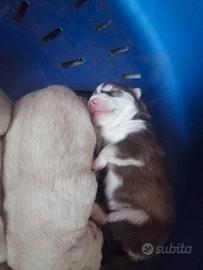 Mini cuccioli Husky