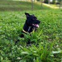 Femmina Staffordshire bull terrier per monta