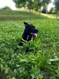 Femmina Staffordshire bull terrier per monta