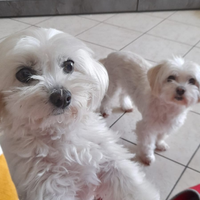 Cucciolo maltese
