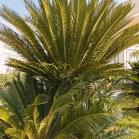 gruppo di cicas di 26 anni 