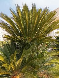 gruppo di cicas di 26 anni 