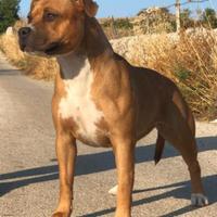 American pitbull terrier